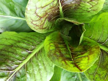 Close-up of fresh green plant