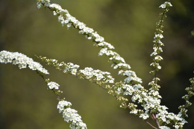 Close-up of white flowers