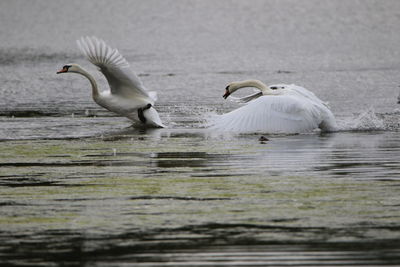 Swans chasing one another on  a lake