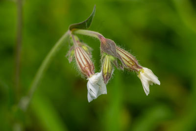 Close-up of white flowering plant