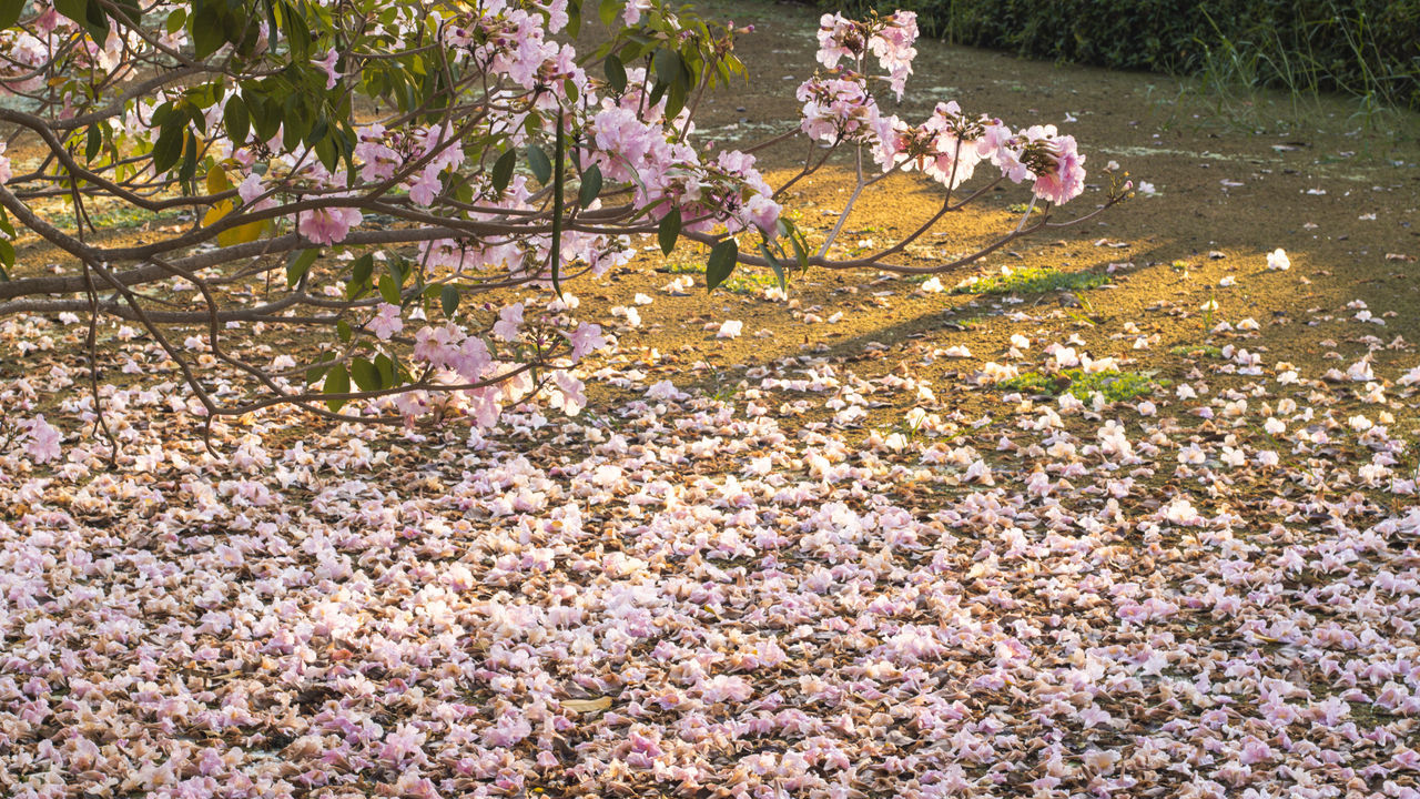 PINK CHERRY BLOSSOM TREE