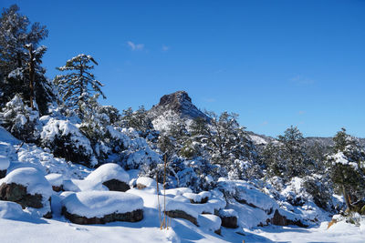 Snow covered trees against blue sky