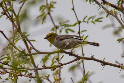 Low angle view of bird perching on tree