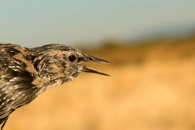 Close-up of a bird