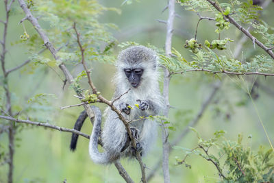 Portrait of monkey on tree