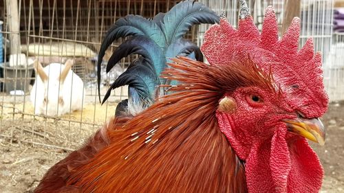 Close-up of rooster in farm