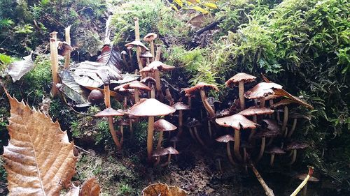 High angle view of mushroom growing in forest