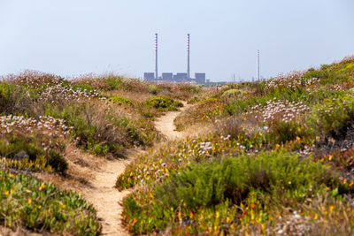 Plants growing on field against sky