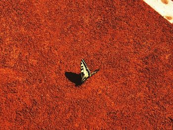 High angle view of stuffed toy on field