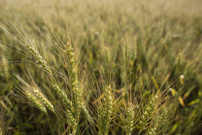 Spikelets of wheat triticum on a blurred background of the field, in the countryside. rich harvest.