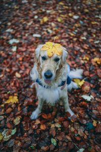 High angle portrait of a dog