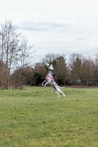 Dalmatian dog playing with ball on grassy field against cloudy sky at park