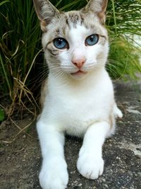 Portrait of white cat