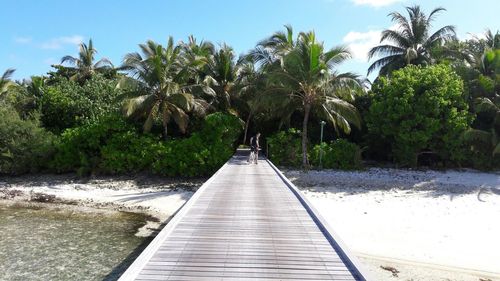 Scenic view of palm trees against clear sky