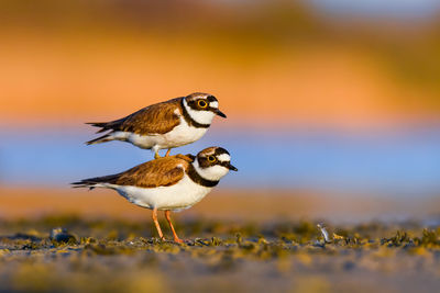 Two plovers mating during the epic golden hour