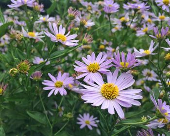 Close-up of pink flowers blooming outdoors