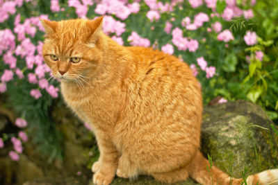 Cat looking away