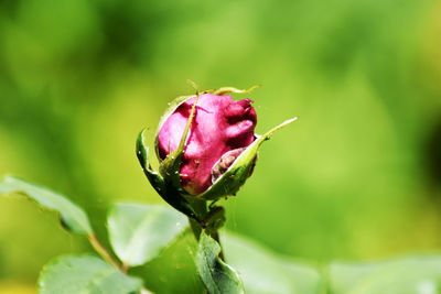 Close-up of red rose bud