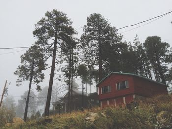 Low angle view of trees