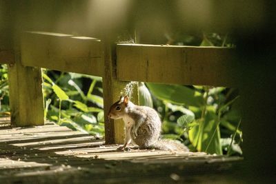 Squirrel sitting on wood