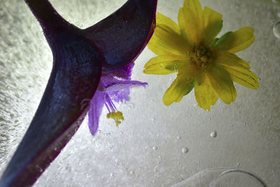 Close-up of flower