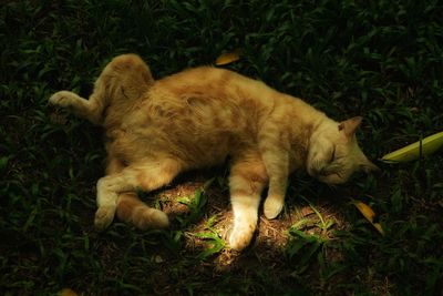 Cat sleeping on grassy field