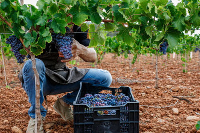 Man farmer crouching down collecting bunches of grapes and putting fruit into box while working on vineyard