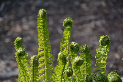 Close-up of fern leaves