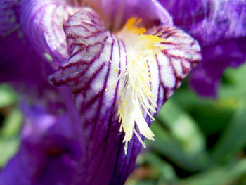 Close-up of purple flower