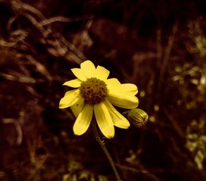 Close-up of yellow flower