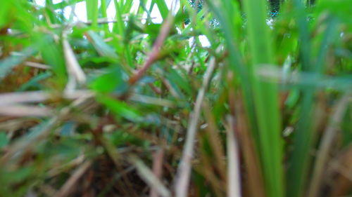 Close-up of fresh green grass in field