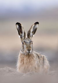 Portrait of rabbit