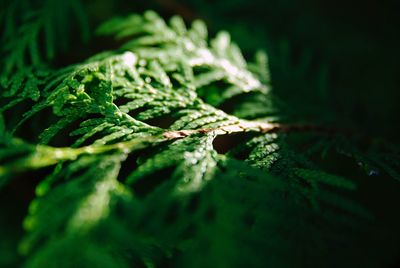 Close-up of wet leaves