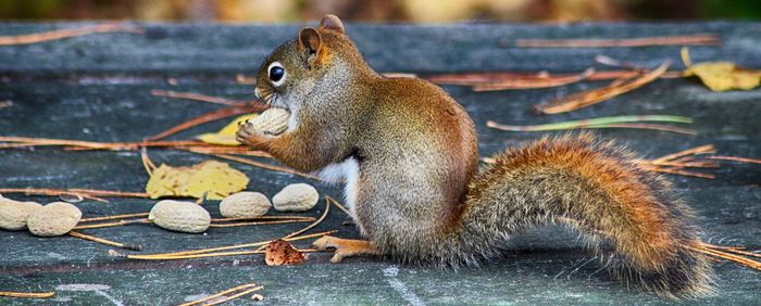 Close-up of squirrel eating food