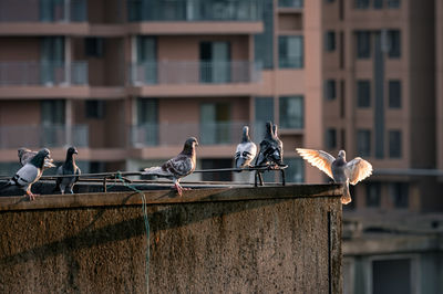 Birds perching on railing against building in city