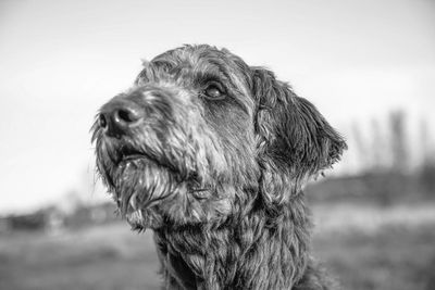 Close-up portrait of dog against sky