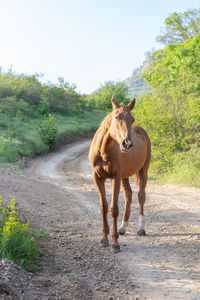 Horse standing in a road