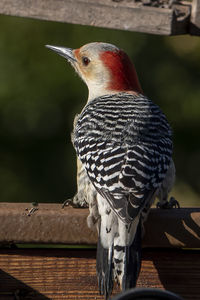 Close-up of bird