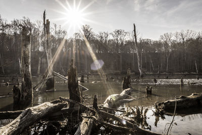 Panoramic view of trees against sky during winter