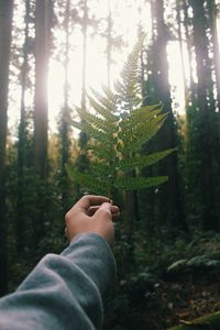 Low section of person in forest