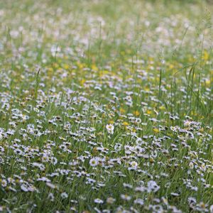 Fresh white flowers in field