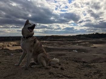 Dog on field against sky