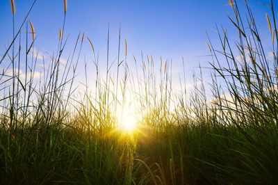 Scenic view of grassy field against sky during sunset