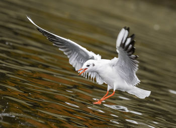 Seagull flying over a lake