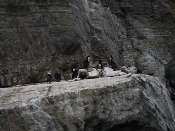 View of birds on rock formation