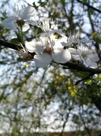 Low angle view of white cherry blossoms in spring