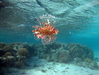 Close-up of coral in sea