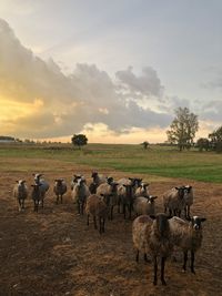 Flock of sheep grazing in field