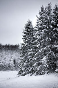 Trees on snow covered field against sky