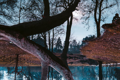 Low angle view of tree by lake against sky